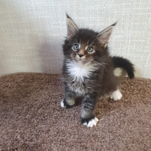 Photo №1. maine coon - for sale in the city of Petrozavodsk | 455$ | Announcement № 3741