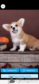 Photo №1. welsh corgi - for sale in the city of Rostov-on-Don | negotiated | Announcement № 79308