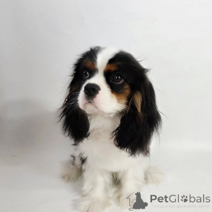 Photo №2 to announcement № 155572 for the sale of cavalier king charles spaniel - buy in Netherlands private announcement