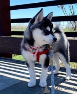 Photo №1. alaskan klee kai - for sale in the city of Bad Münsteerefel | 578$ | Announcement № 166060
