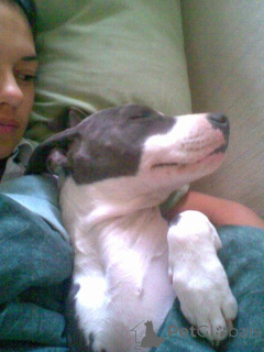 Photo №1. american pit bull terrier - for sale in the city of Антверпен | negotiated | Announcement № 139924