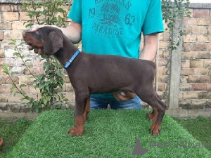 Photo №1. dobermann - for sale in the city of Sremska Mitrovica | negotiated | Announcement № 177520