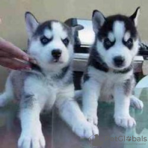 Photo №3. Twee Siberische Husky-puppy's voor herplaatsing. Uruguay