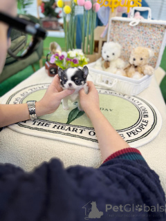 Photo №3. Cute Chihuahua Puppies Loyal Friends in Mini Size. Germany