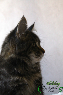 Photo №3. Maine Coon Holiday Black Marble. Russian Federation