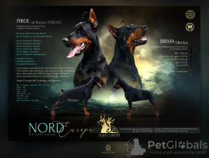 Photo №1. dobermann - for sale in the city of Zakrzówek | 2113$ | Announcement № 118792