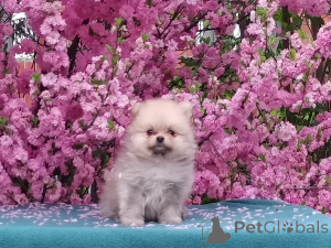 Photo №3. Pomeranian spitz puppies. Russian Federation