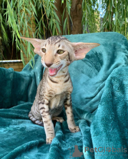 Photo №1. savannah cat - for sale in the city of Gordonsville | 1000$ | Announcement № 50410