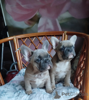 Photo №4. I will sell french bulldog in the city of Minsk. private announcement - price - 581$