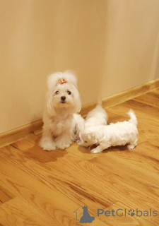 Photo №1. maltese dog - for sale in the city of Extreme | 516$ | Announcement № 159437