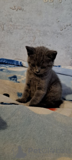 Additional photos: british shorthair kittens