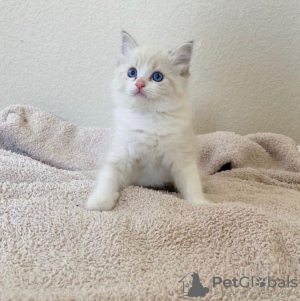 Photo №1. ragdoll - for sale in the city of Castro Valley | 350$ | Announcement № 108604