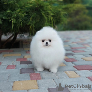 Photo №4. I will sell pomeranian in the city of Essen. private announcement - price - 350$