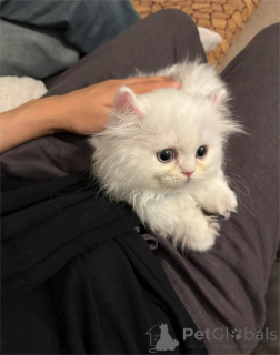 Photo №2 to announcement № 153197 for the sale of munchkin - buy in Germany 