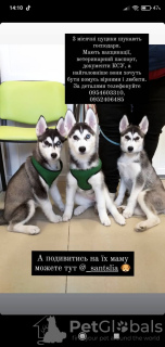 Photo №1. siberian husky - for sale in the city of Chernivtsi | negotiated | Announcement № 9816