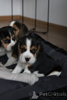 Photo №2 to announcement № 161546 for the sale of beagle - buy in Germany private announcement