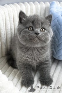 Photo №1. british shorthair - for sale in the city of Joondalup | 2900$ | Announcement № 175400