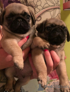 Additional photos: Pug puppies