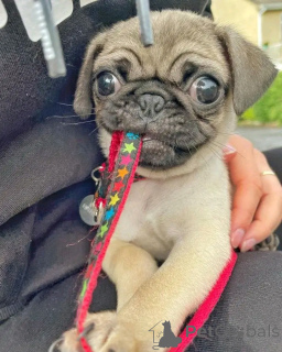 Photo №2 to announcement № 138876 for the sale of pug - buy in Germany private announcement, breeder