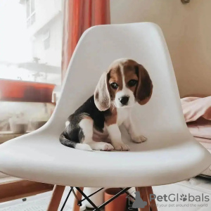 Photo №1. beagle - for sale in the city of Berlin | negotiated | Announcement № 68905