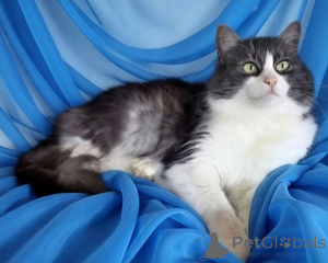 Photo №4. I will sell  in the city of Minsk.  - price - Is free