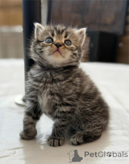 Photo №1. persian cat - for sale in the city of Delmenhorst | 329$ | Announcement № 153070