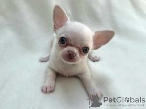 Photo №1. chihuahua - for sale in the city of Гамбург | 211$ | Announcement № 124485