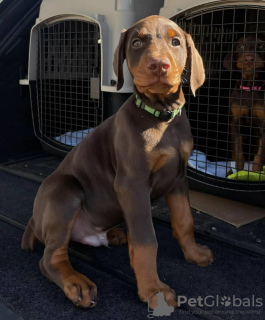 Photo №3. TERAZ GOTÓW!!!! Trzy niesamowitej jakości szczenięta dobermana. Poland