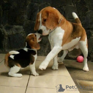 Photo №1. beagle - for sale in the city of Франкфурт-на-Майне | 380$ | Announcement № 124533