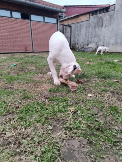 Photo №3. Great Dane Puppies. Serbia