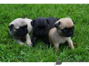 Photo №1. pug - for sale in the city of Buxtehude | 329$ | Announcement № 147610