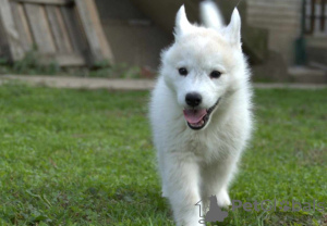 Additional photos: Siberian Husky puppies