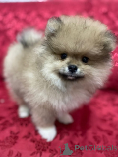 Photo №1. pomeranian - for sale in the city of Mexico City | negotiated | Announcement № 167141