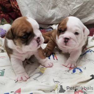 Photo №1. english bulldog - for sale in the city of Vienna | 400$ | Announcement № 38279