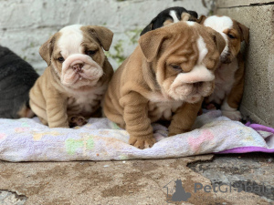 Photo №4. I will sell english bulldog in the city of Berlin.  - price - 475$