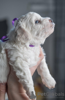 Additional photos: Bichon Friesian puppies