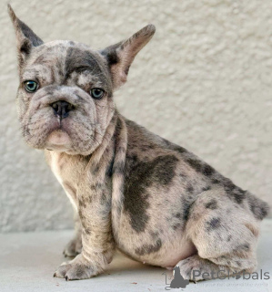 Photo №4. I will sell french bulldog in the city of Haapsalu. private announcement, breeder - price - 1412$