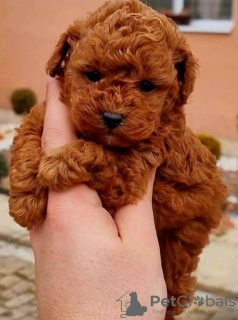 Photo №1. poodle (toy) - for sale in the city of Werbass | negotiated | Announcement № 127439