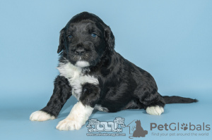 Photo №2 to announcement № 98479 for the sale of portuguese water dog - buy in Portugal breeder