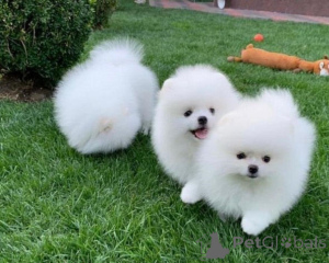 Photo №1. pomeranian - for sale in the city of Gällivare | negotiated | Announcement № 158395