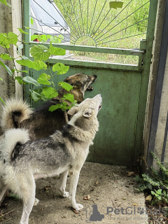 Photo №2 to announcement № 65683 for the sale of west siberian laika - buy in Bulgaria private announcement