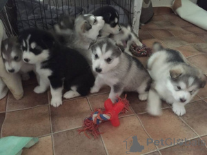 Photo №1. alaskan malamute - for sale in the city of Bagram | 418$ | Announcement № 10981