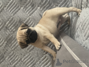 Photo №3. Puppies of pugs. Russian Federation