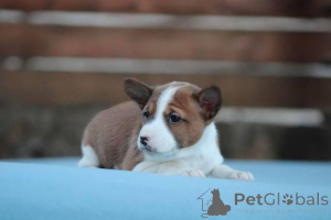 Photo №2 to announcement № 135808 for the sale of basenji - buy in Serbia 