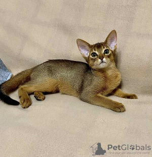 Photo №2 to announcement № 35327 for the sale of abyssinian cat - buy in Belarus private announcement, from nursery