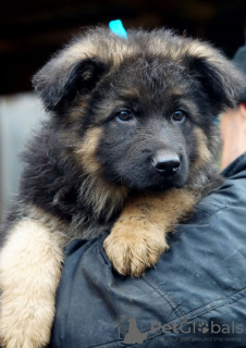 Additional photos: Gorgeous long-haired German Shepherd puppies.