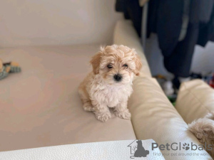 Photo №3. Beautiful little Maltipoo boys and girls available. Germany