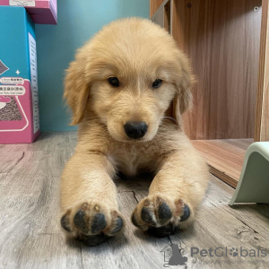 Photo №4. I will sell labrador retriever in the city of Munich. breeder - price - negotiated