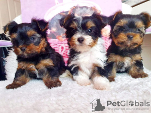 Photo №1. yorkshire terrier - for sale in the city of Freiburg im Breisgau | 370$ | Announcement № 41591