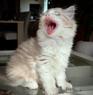 Photo №2 to announcement № 155406 for the sale of ragdoll - buy in Greece private announcement